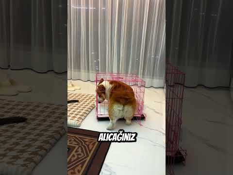 Köpek Çok Haklı Bence?? thumbnail