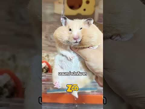 แม่หนูที่ ซ่อนไว้ในแก้ม! thumbnail