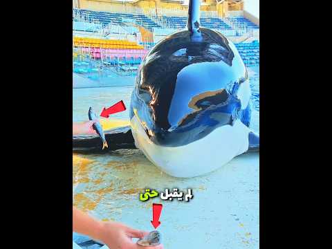 الحوت كان يريد كل السمك 🐋 thumbnail