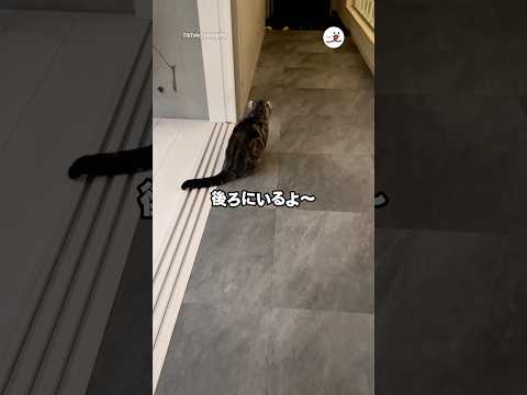 自動掃除機の音で飼い主さんの帰宅に気づかず…｜PECO thumbnail