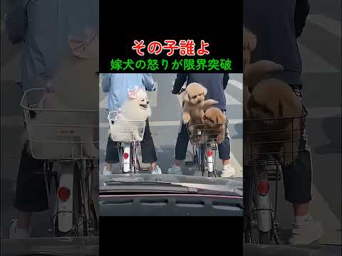 ワンコの恋路を邪魔する嫉妬のパンチ！w #犬 #ペット #可愛い #面白い #嫉妬 #恋 #自転車 #動物 #癒し #笑える thumbnail