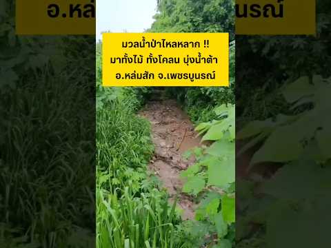 มวลน้ำป่าไหลหลาก 20/5/69 #เพชรบูรณ์ #น้ำป่า #shorts thumbnail