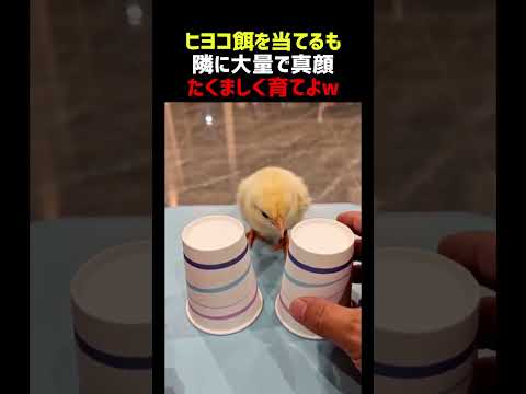 ヒヨコ 餌を当てるも隣に大量で真顔 thumbnail