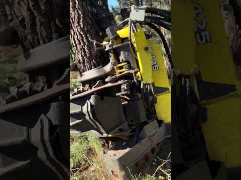 🌲⚡Harvester 1270g the machine that takes down a tree in seconds #harvester #forest #johndeere #tree thumbnail