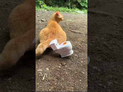 GARA GARA KUCING MAKE TOILET #shorts #lucu #art #trending thumbnail