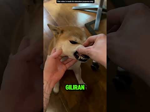 GIGI ANJING SHIBA NYANGKUT DI KURSI RODA❗️ thumbnail