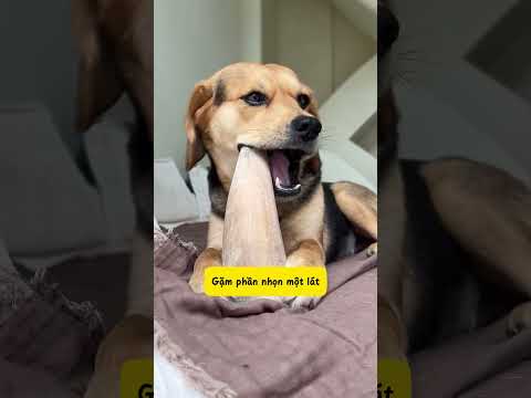 Các hướng dẫn chó khui sừng Trâu #chó #dogcute #nuoicho thumbnail