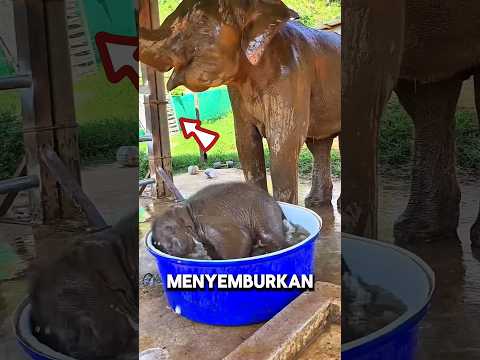 Saking Sukanya Dengan Air, Bayi Gajah ini Sampai Mandi Diwadah Besar! 🐘💦 thumbnail