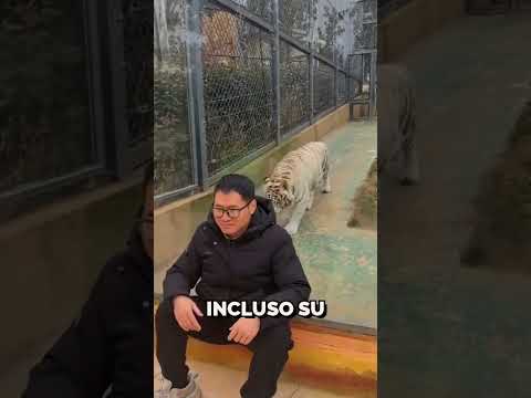 ¡Quería hacerse una foto con el tigre! 🐅😱 #shorts thumbnail