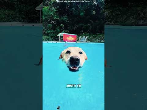 El perro parece haber visto a su hermana fallecida#funnyshorts #pets #cute #love thumbnail