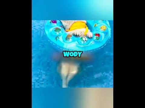 Husky vs Corgi: Kto lepiej pływa? 🐶🌊 #shorts #historia #viral #ciekawe #polski thumbnail
