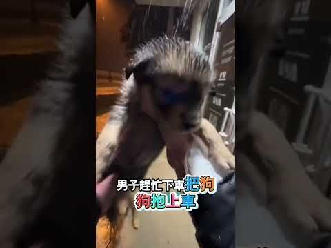 暴雨夜男子暖心救助瀕危小狗 thumbnail