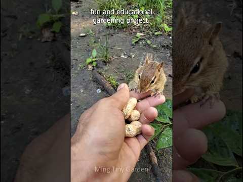 Peanut Planting Tips in a Small Pot thumbnail