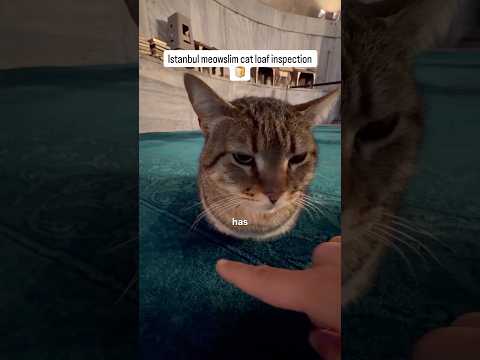 I met the legendary Hagia Sophia cat and rated his loaf! ? thumbnail