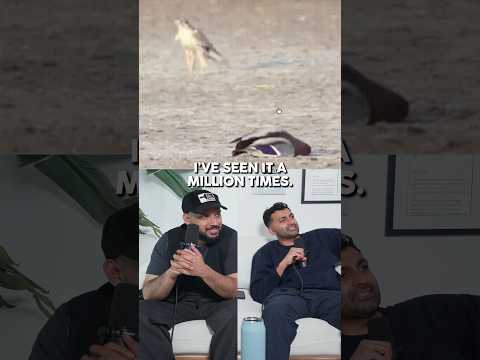 Perigean Falcon Are Incredible | Gucci Turban Podcast thumbnail