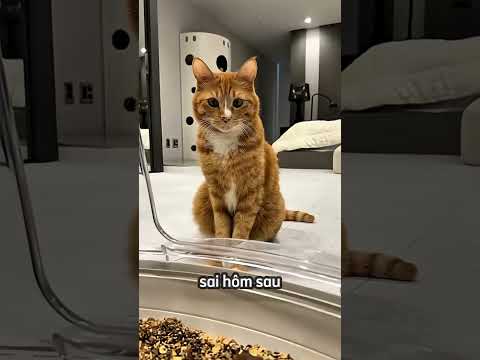 Dùng bánh chocopie và oreo làm thành phân mèo🤣 thumbnail