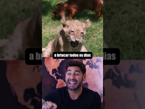 Salsichinha x Leão thumbnail