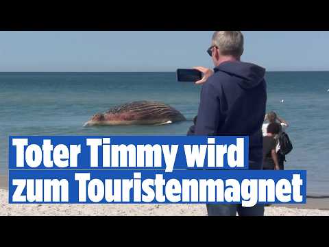 Toter Ostseewal Timmy vor Anholt wird zur Touristen-Attraktion thumbnail