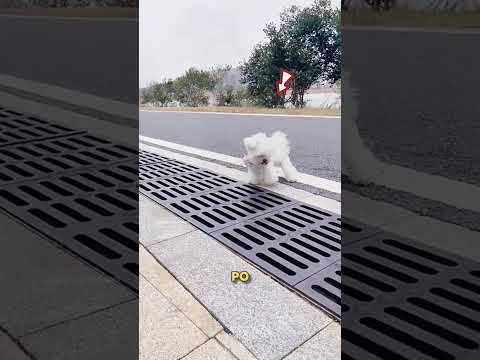 Ten Pies Był Zbyt Przerażony… Aż Do Momentu Gdy Stało Się TO ?❤️ thumbnail