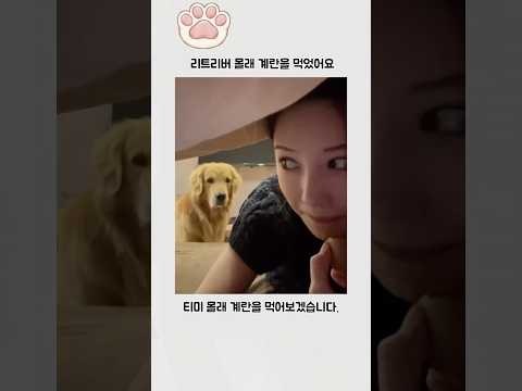 리트리버 몰래 계란을 먹었어요. thumbnail