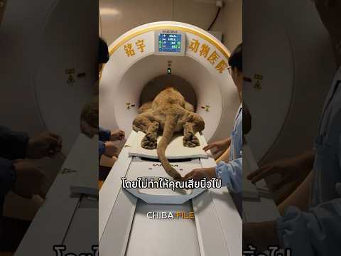 สัตว์เลี้ยงเข้าเครื่อง CT Scan thumbnail