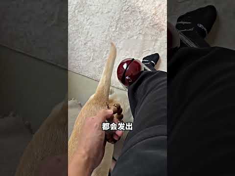 狗尾巴打到主人瘀青，结果被他拿来做音乐? thumbnail