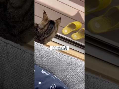 ベランダに現れた虫を咥えて部屋に戻ってこようとするキジトラがヤバいwww #キジトラ #保護猫 #虫 #shorts thumbnail