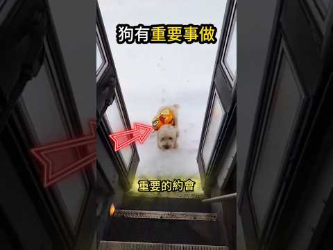 愛學習的不止人☺️還有的是狗狗? thumbnail