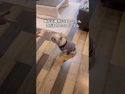 愛犬に｢バーン｣ってするとフローリングからラグまで歩いてから絶命します #フレブル #フレンチブルドッグ #ブルドッグ #shorts thumbnail
