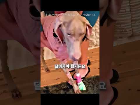 강아지가 계속 살이 빠지고 있었다 😢🐕 thumbnail