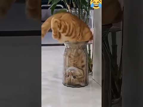OMG 🐕‍🦺🦮  Be careful 😱💔🐈  #funny #automobile thumbnail