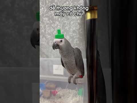 BÉ VẸT XÁM - NAY ĐÃ BIẾT NGHỊCH #shorts thumbnail