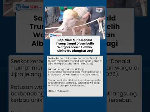 Plot Twist! Sapi Viral Mirip Donald Trump Gagal Disembelih, Warga Kecewa Hewan Albino Itu Diangkut thumbnail