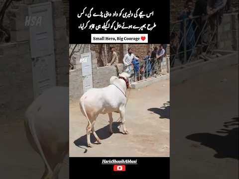This Brave Kid Controlled an Angry Bull 😳 | اس بچے کی دلیری نے سب کو حیران کر دیا 💪 thumbnail