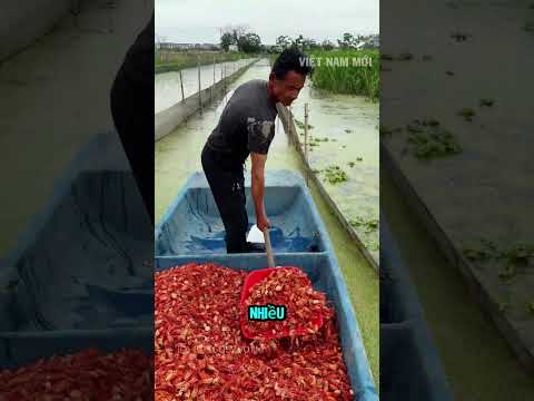 Bác nông dân tận dụng đầu tôm hùm đất nuôi rùa thumbnail