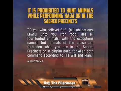 It Is Prohibited To Hunt Animals While Performing Hajj Or In The Sacred Precincts thumbnail