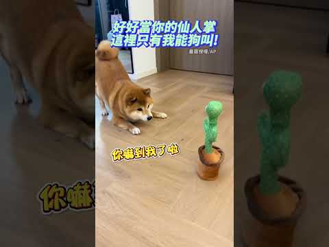 好好當你的仙人掌　這裡只有我能狗叫！ @Truemii #SHORTS #玩偶 #玩具 #搞笑 #狗狗 #寵物 #可愛 #cute #cuteanimals #funnymoments thumbnail