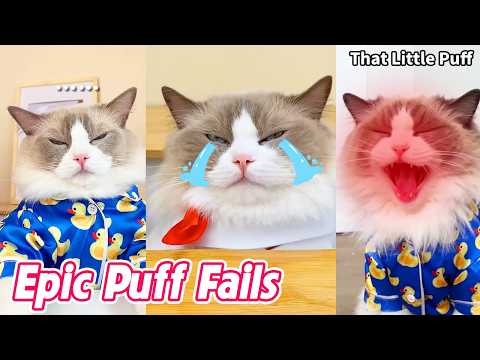 Epic Puff Fails Gone Wrong 😹 | That Little Puff thumbnail