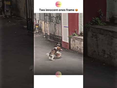 Two innocent ones frame 😍🥹 thumbnail