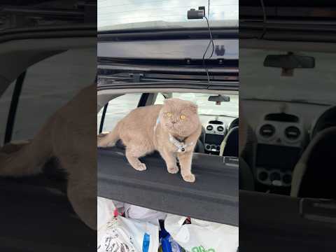 Kedi Yüzünden Arabada Binecek Yer Bulamadı #shorts thumbnail