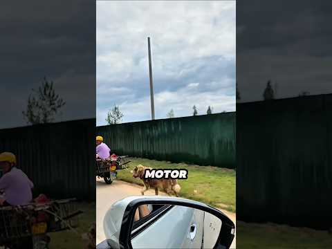 Orang ini melihat anjing yang kasihan lalu membelinya untuk di selamatkan ❤️ thumbnail