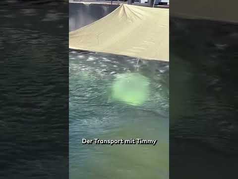 Schock vor Dänemark: Hinweise verdichten sich – ist es „Timmy“? #shorts thumbnail