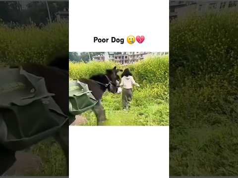 Poor Dog 🥲💔 thumbnail