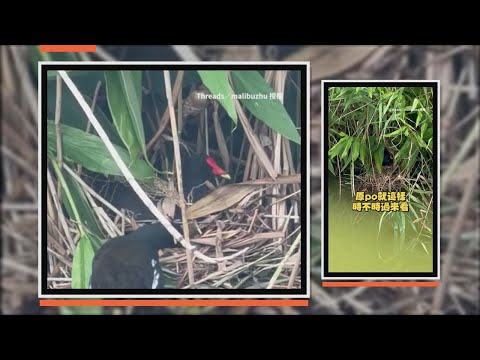 女紀錄水雞一家築巢到出生 禿頭寶寶跟在爸媽身邊好溫馨 thumbnail
