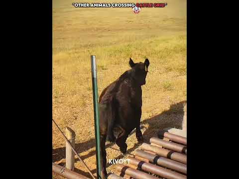 Animals Crossing Cattle Guard VS Cat 🐱 💀 #edit #usa #skulledit #troll #phonk #catedit thumbnail