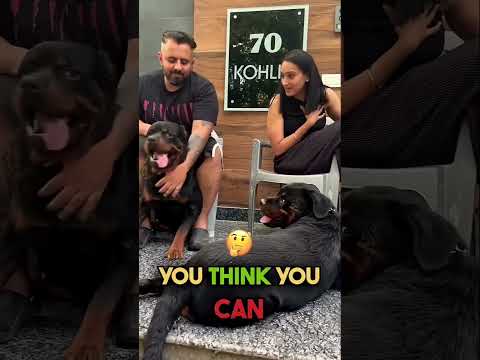 Seu cão se comunica o tempo todo! #cães #caesemtreinamento #cachorros #shorts #shortsfeed #pets thumbnail