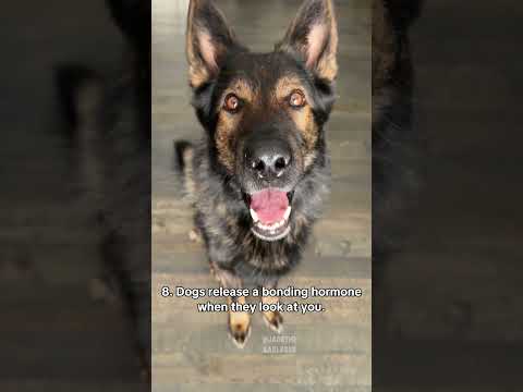 interesting Dog Facts thumbnail