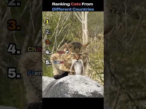 Ranking Cats From Different Countries ?? thumbnail