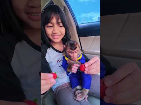Cia pilih buah strawberry besar kesukaan nya 🍓😁😂tetap aman ❤️ #shortvideo #short #monkey #monyet thumbnail