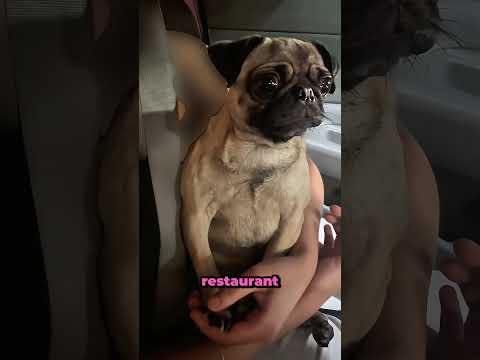 Quand ton chien ne reçoit pas sa gamelle 😭 thumbnail